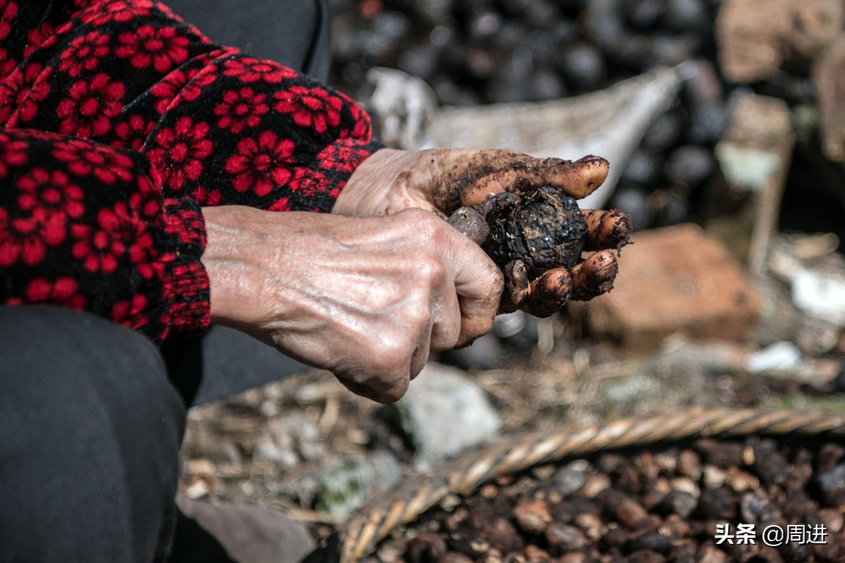 80岁老夫妻捡拾桐子果，剥壳晒干后卖2元1斤，能卖一分算一分