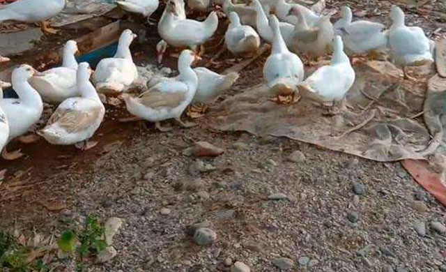 鸭子拉白色条粪便怎么治疗,鸭子拉白色的屎不吃东西怎么办