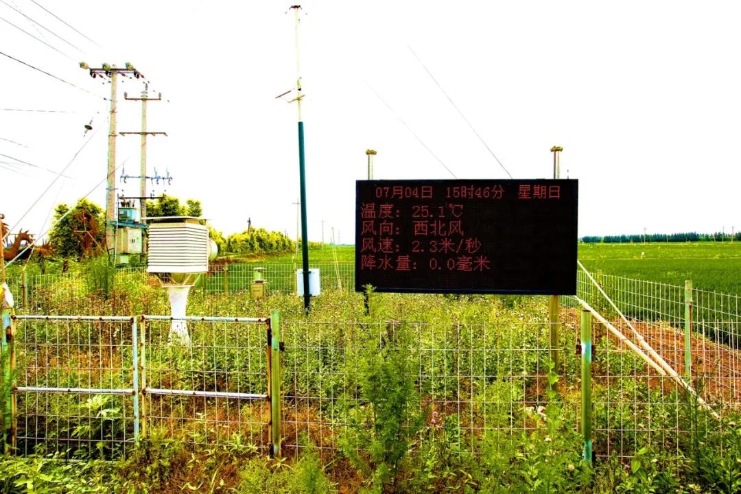 津门网金熙男：最美的稻田