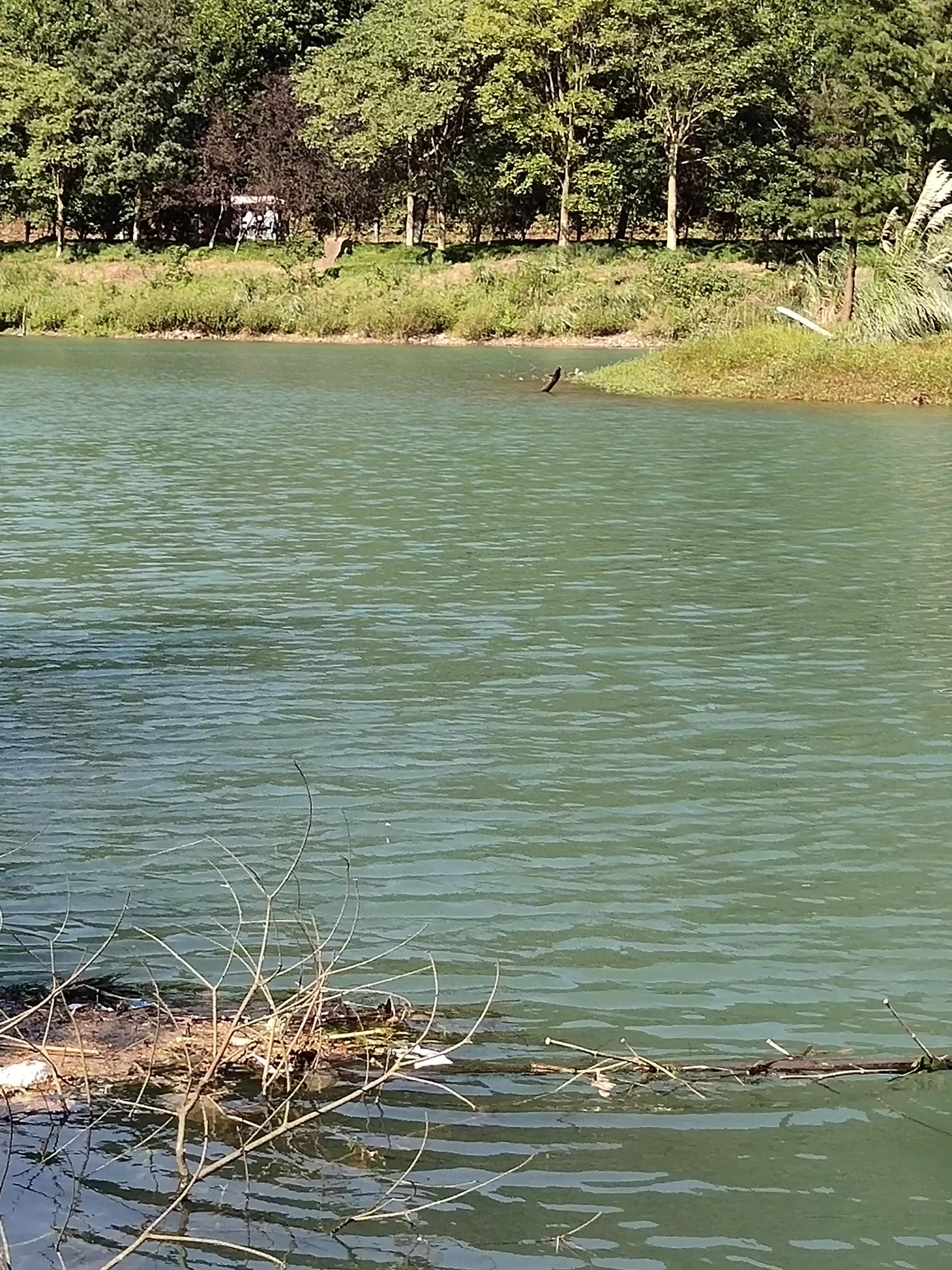 秋季宁波钓鱼,秋钓深潭