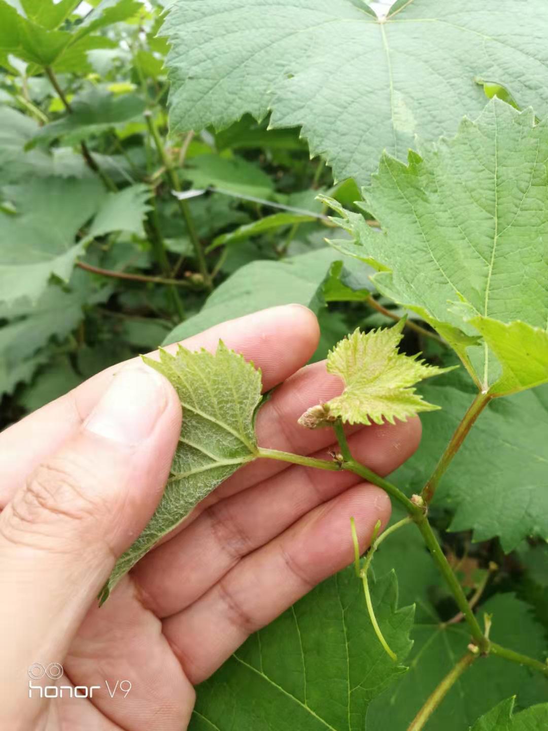 雨后的葡萄是什么样子,雨后的葡萄漂亮吗