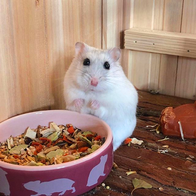 仓鼠妈妈望子成龙，为让宝宝成为吊环王子，不惜从喝奶抓起