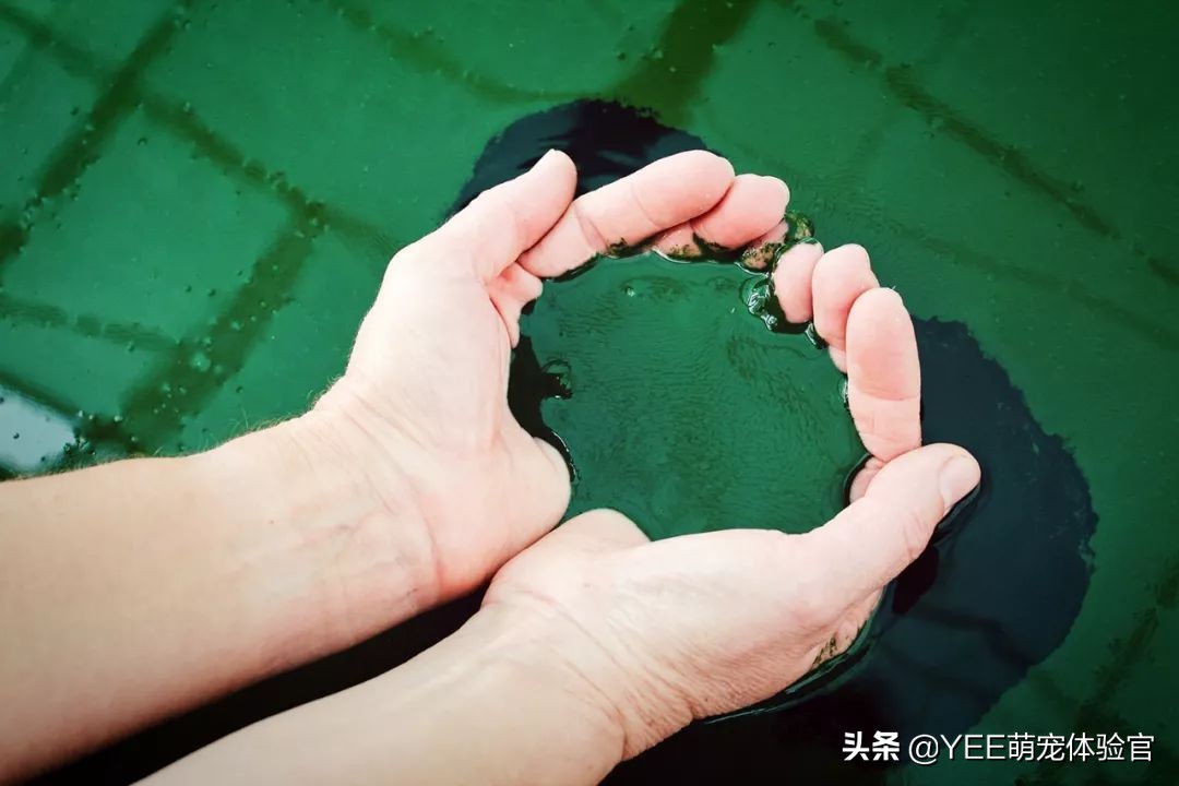 观赏鱼用的螺旋藻,螺旋藻与观赏鱼