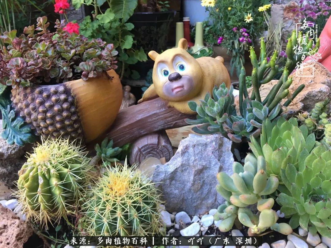 涓冨僵浜戝崡澶氳倝,浜戝崡澶氳倝涔嬫梾