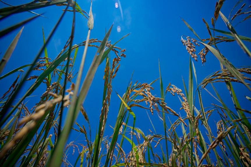 泰国小媳妇有福了！家乡大米辗转1900公里到中国，馋哭不少网友