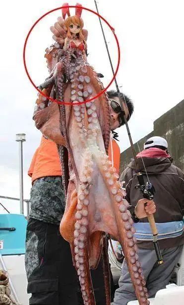 pdd在日本的地位,pdd人在日本