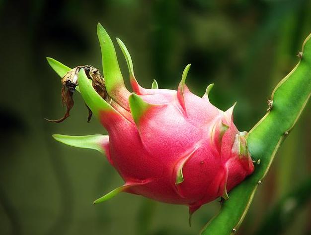 火龙果怎么挑选又甜又好吃,怎样挑选火龙果才能好吃