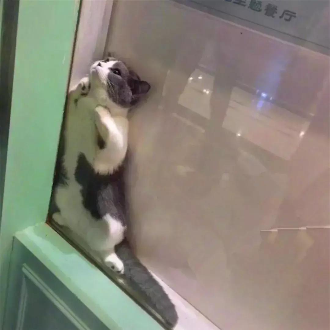 猫咪为躲吸猫人群藏在角落，店员将其拖出后，猫脸上满是不情愿！