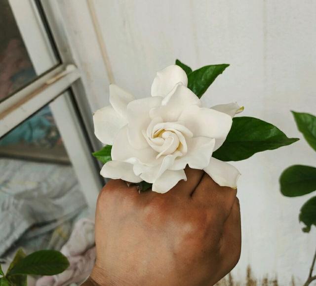 栀子怎么养才能开花,栀子如何养才能开花