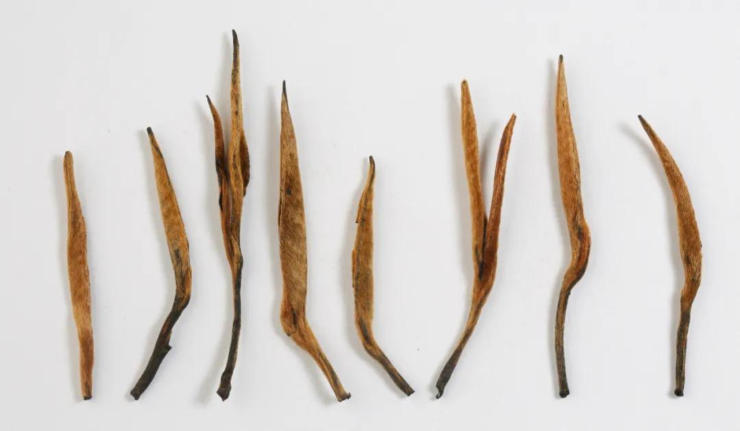 龙润茶大金芽1958,龙润大金芽好茶