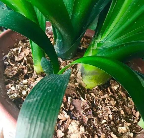 家庭盆栽土壤不透气怎么办?核桃壳、瓜子皮一用,烂根问题不在