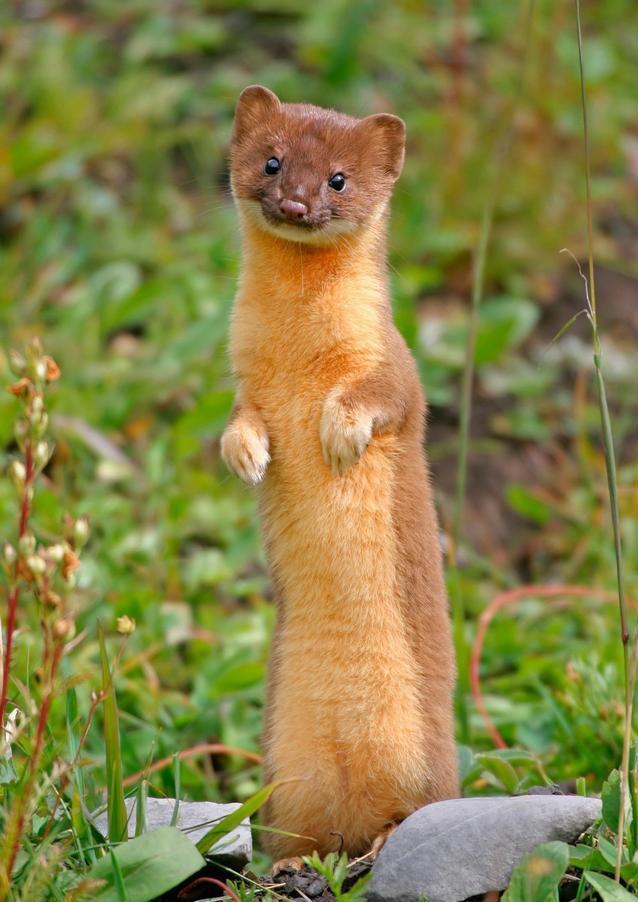 消防抓黄鼠狼被熏到干呕,消防员被黄鼠狼臭屁攻击