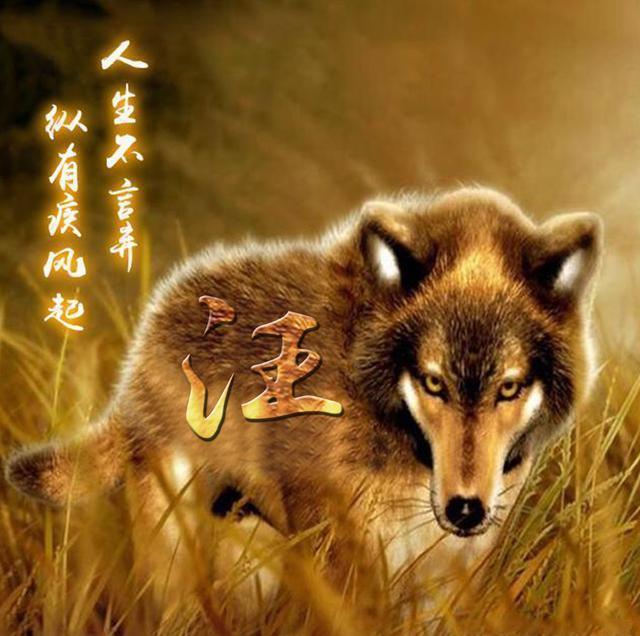 狼的50条处世格言,狼的一生格言和感悟