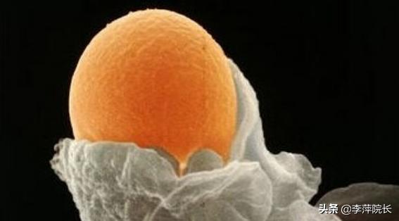 卵泡21*21mm打了绒促有什么反应,打了绒促卵泡不排的原因