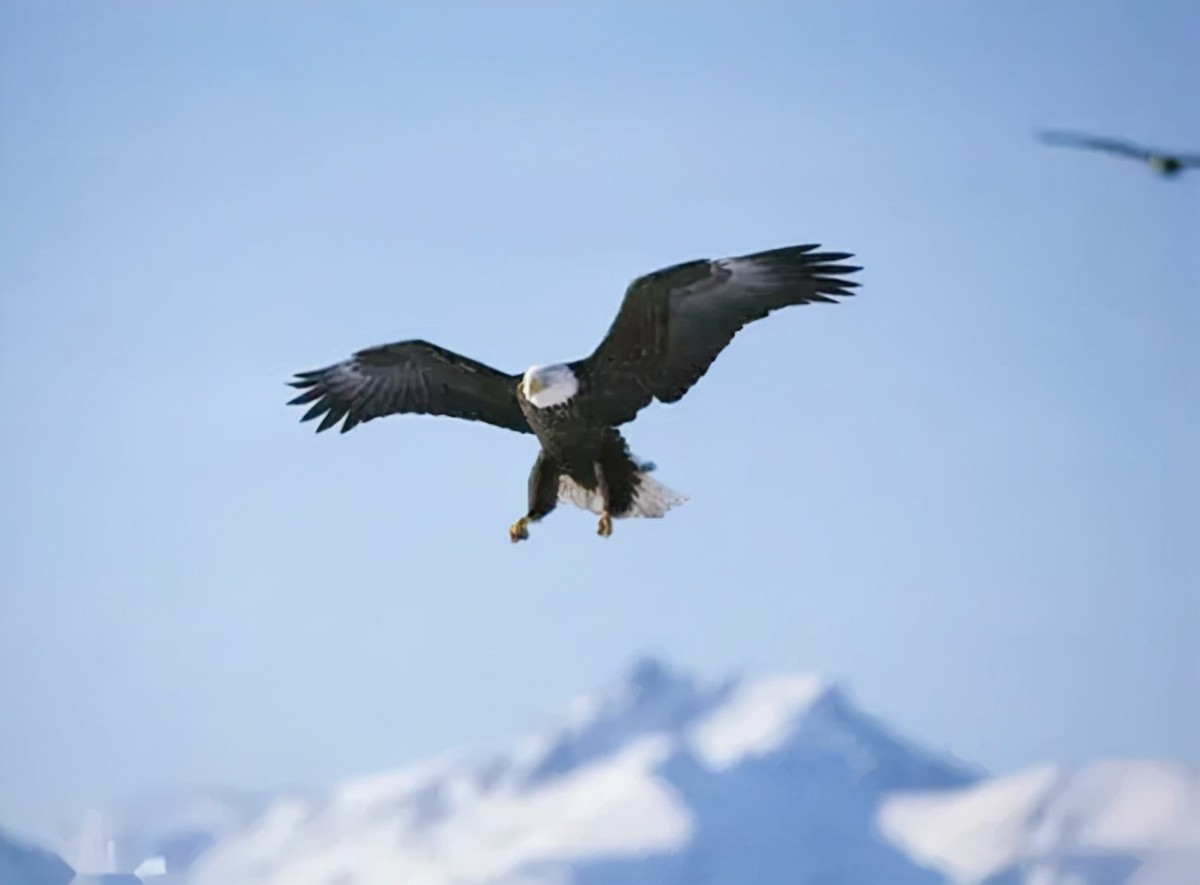 万鹰之神海东青结局,万鹰之神海东青视频