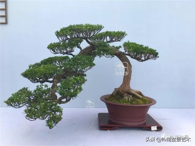 鎺㈡灊妞嶇墿,鎺㈡灊