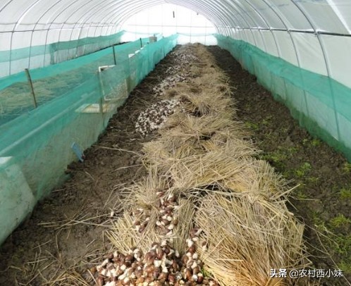 白玉蜗牛养殖注意事项和禁忌,白玉蜗牛的养殖条件是怎样的