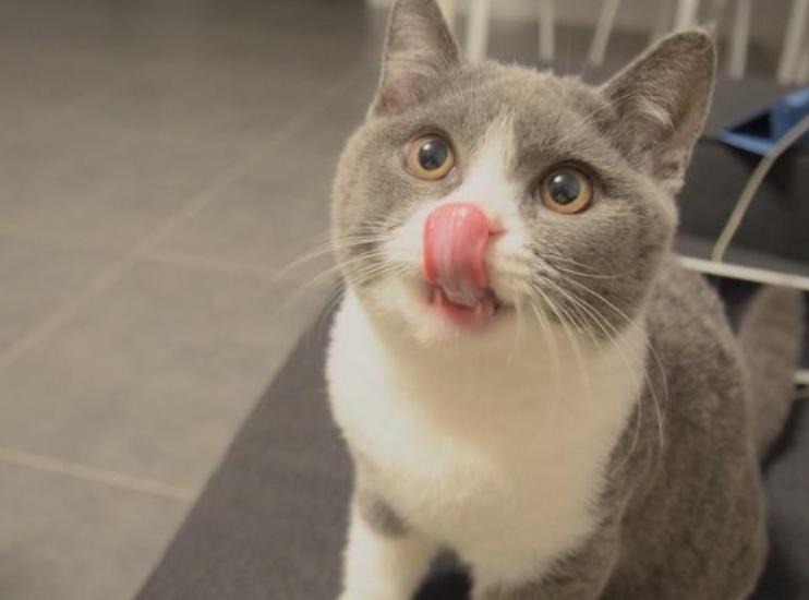 猫咪拉肚子病因及对策,引起猫咪呕吐拉稀的病有哪些