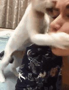 搞笑GIF开心一刻:姑娘你晚上睡觉,你要小心你家这只猫