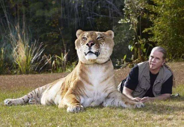 狮虎兽与狮子老虎谁厉害,巨型狮虎兽体重