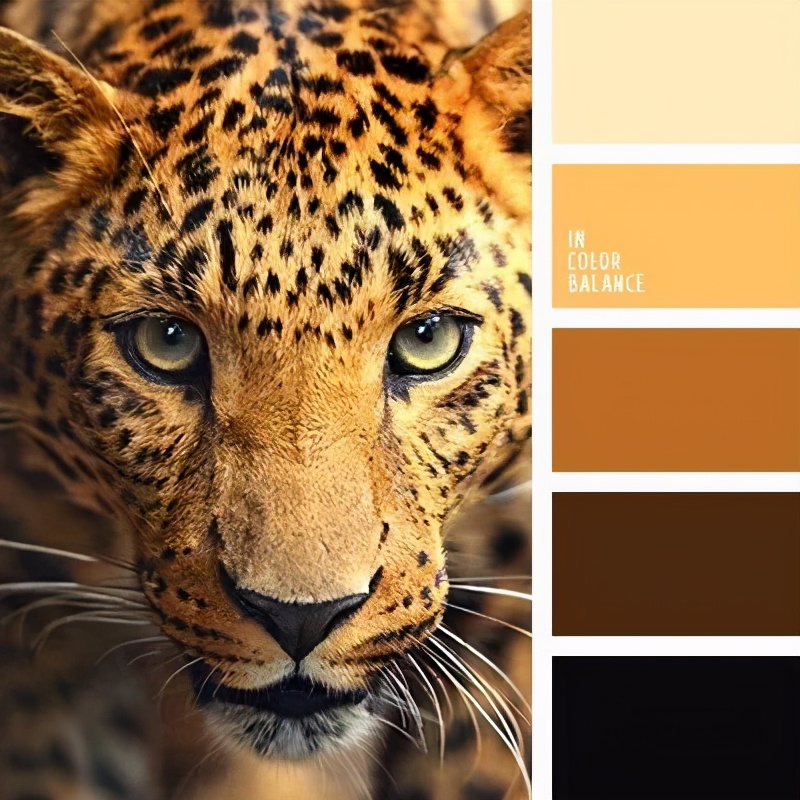 动物配色大全视频,配色的设计灵感