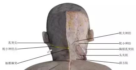 颈源性头痛中医治疗,颈源性头痛中药处方