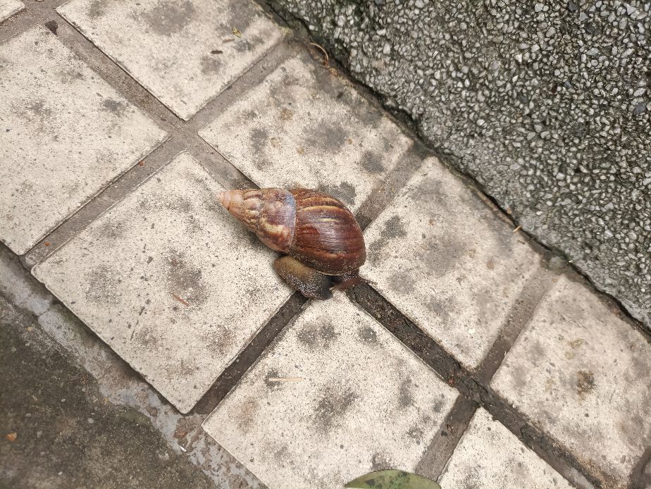大蜗牛为什么不能用手摸,看见非洲大蜗牛千万别碰