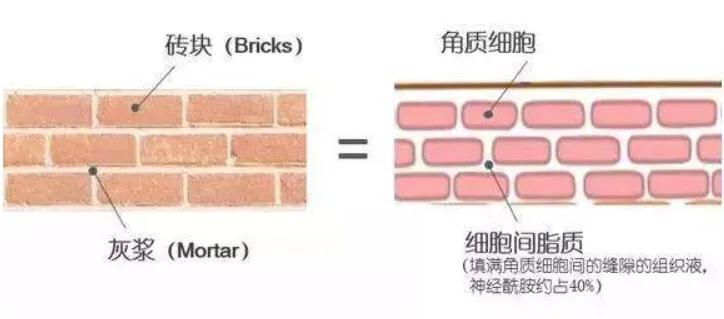 皮肤自我修复能力差,怎么提升皮肤的自我修复能力