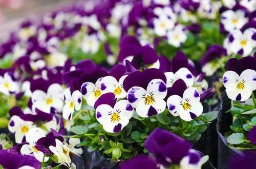 世界地图及各国国花,世界各国的国花完整版