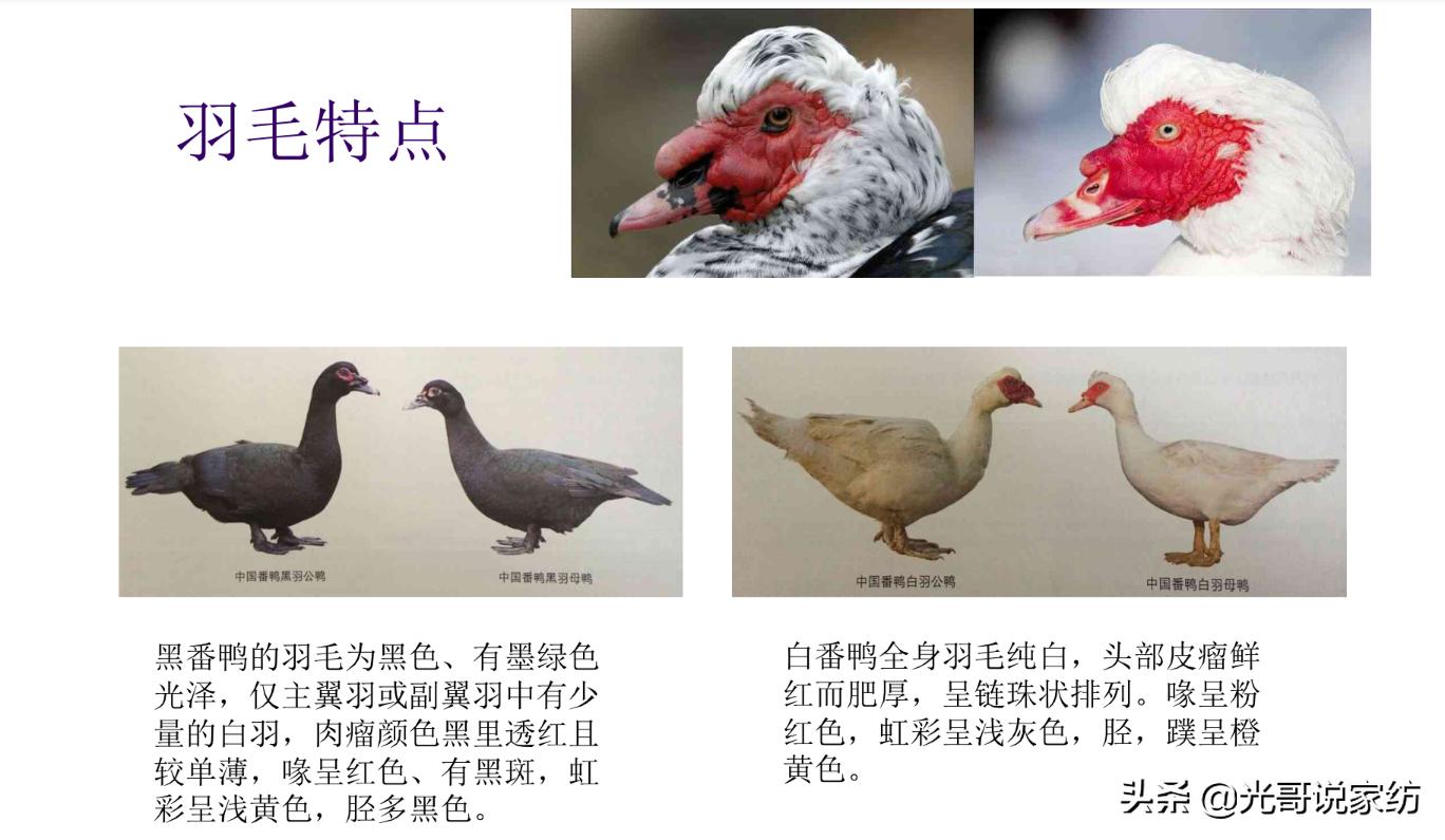 番鸭为什么这么厉害,番鸭绒是什么绒