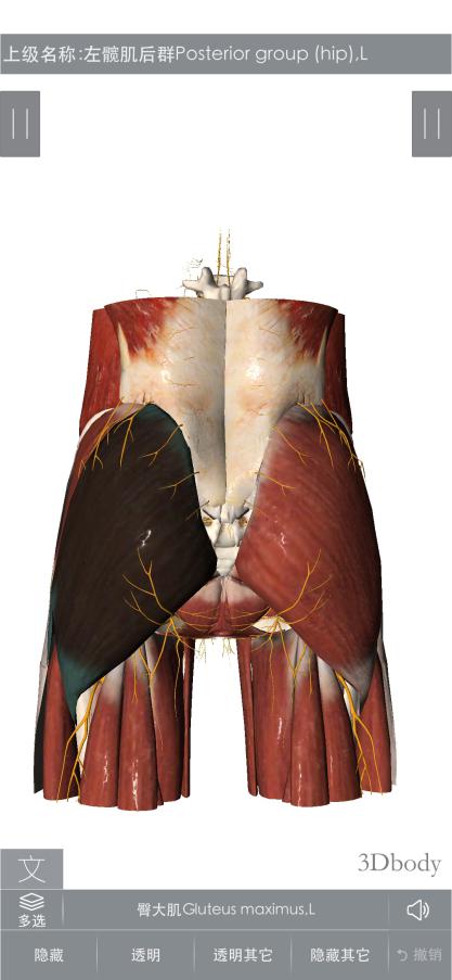 大腿肌筋膜炎针灸穴位,腰肌筋膜炎针灸特效穴