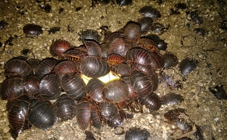 土鳖虫活血化瘀效果强吗,养殖的土鳖虫有药效吗