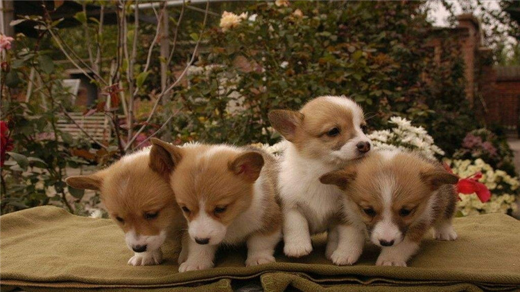 主人怀孕狗狗注意事项,狗狗怀孕40多天饮食方面怎样最好