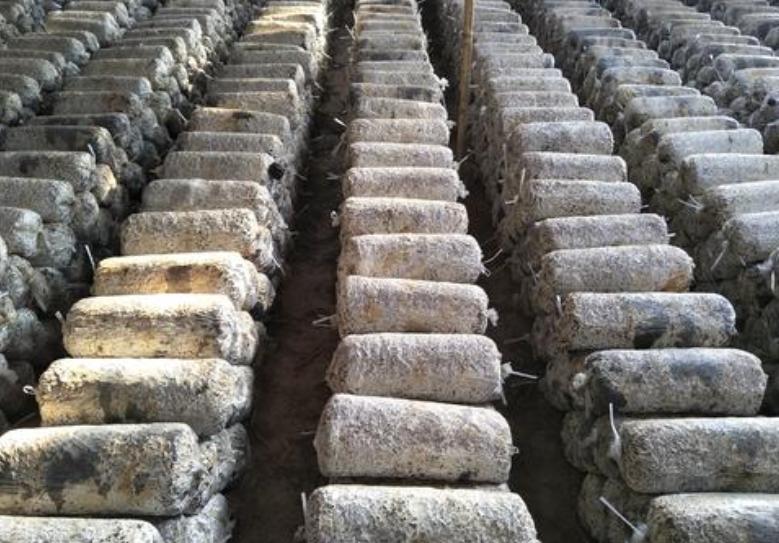 农村柴火灰收购,捡枯枝烧柴合法吗