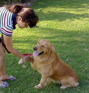 金毛好养吗爱乱跑吗,金毛的优点和缺点