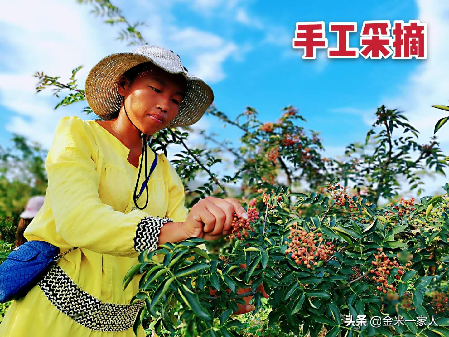 花椒好吃但是摘花椒也辛苦,教给大家采摘花椒的小技巧