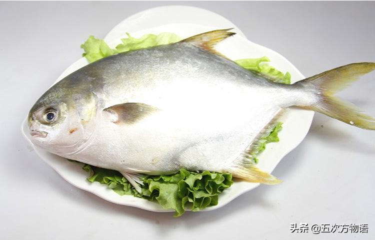 青岛深海白鲳鱼,青岛新鲜鲳鱼