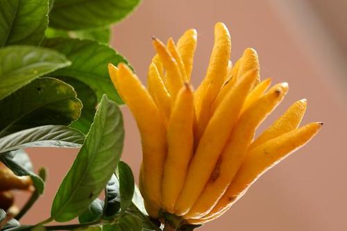 金佛手盆栽如何修剪,千指佛手和金佛手哪个品种好