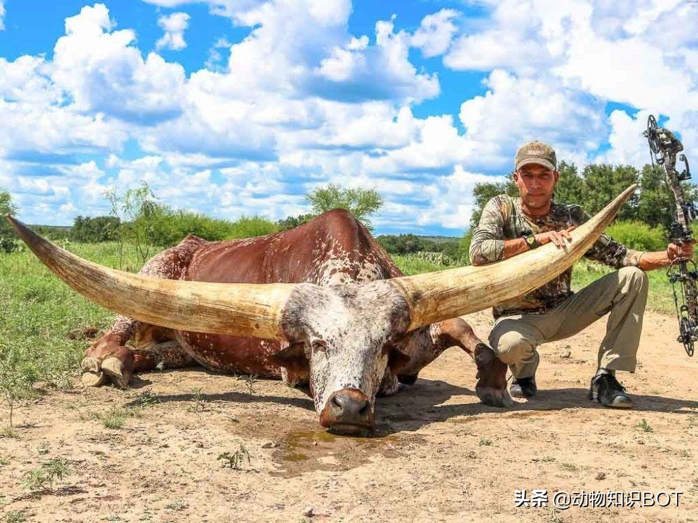 牛角价值500万的“巨角神牛”，牛粪可做防晒霜，牛尿还能染发