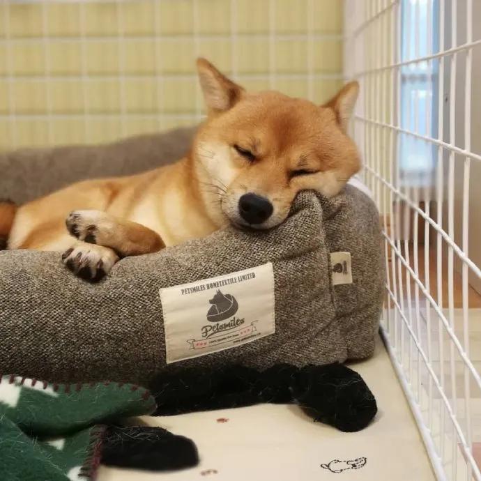 养狗值得吗知乎,新手养狗不建议养吗知乎