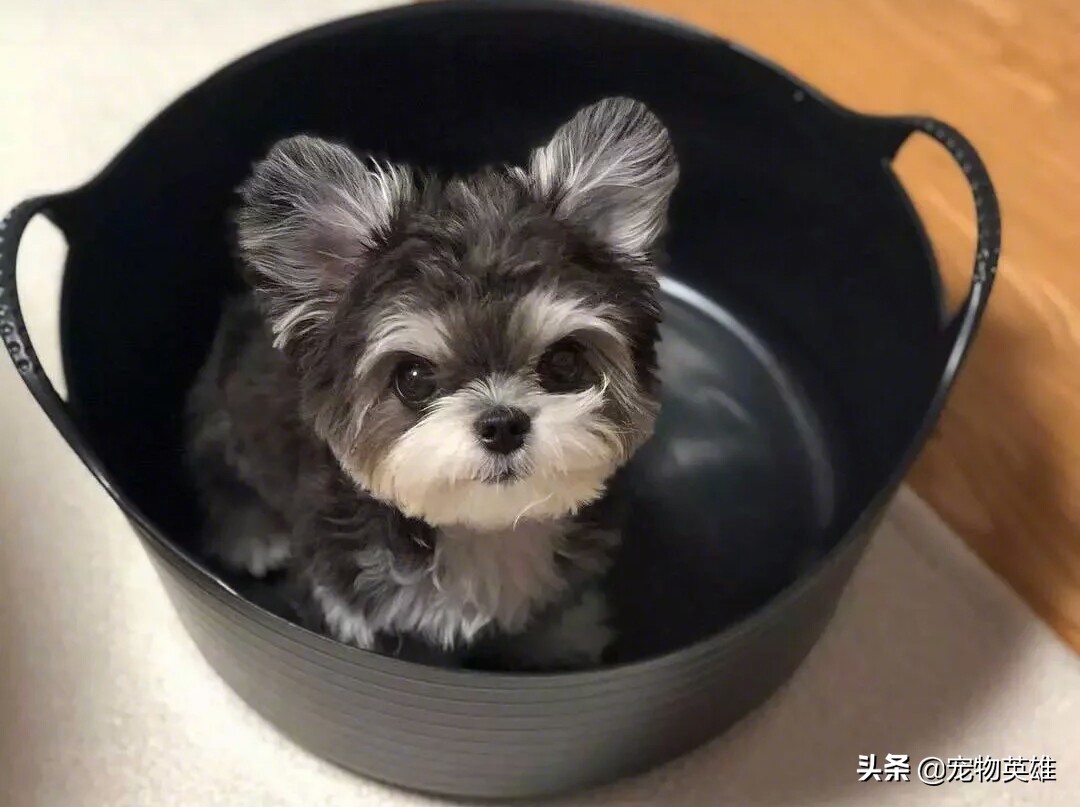 雪纳瑞总是不长记性喜欢家里瞎搞,雪纳瑞什么情况要换狗粮