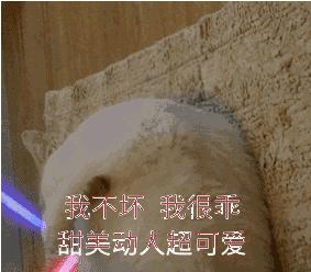 关于EGC身为铲屎官的你知多少？各种皮肤病都可能是EGC！