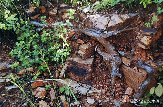 小叶紫檀降香黄檀知识讲解,小叶紫檀红酸枝木家具知识讲解