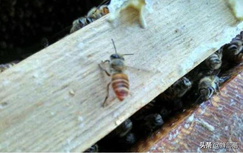 工蜂是如何干扰蜂王交配的？真相：工蜂还真不是省油的灯