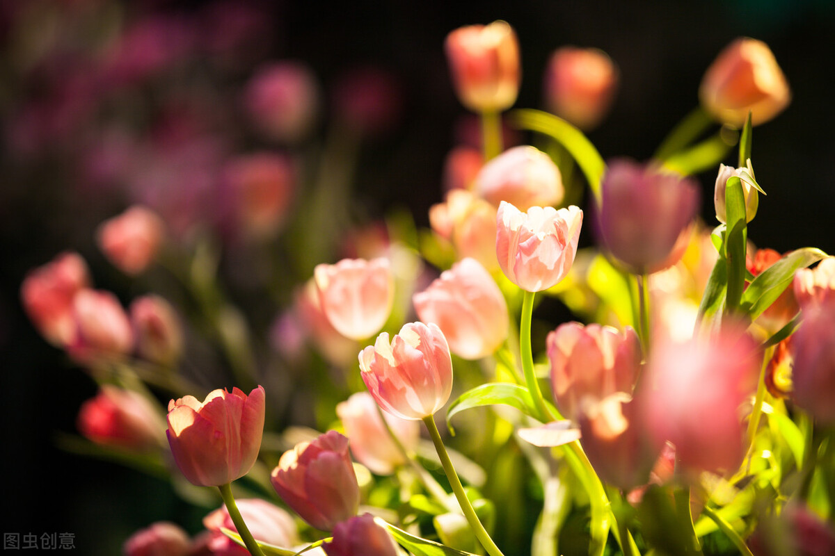 什么花适合送生日花,你的生日代表的花朵及寓意图片