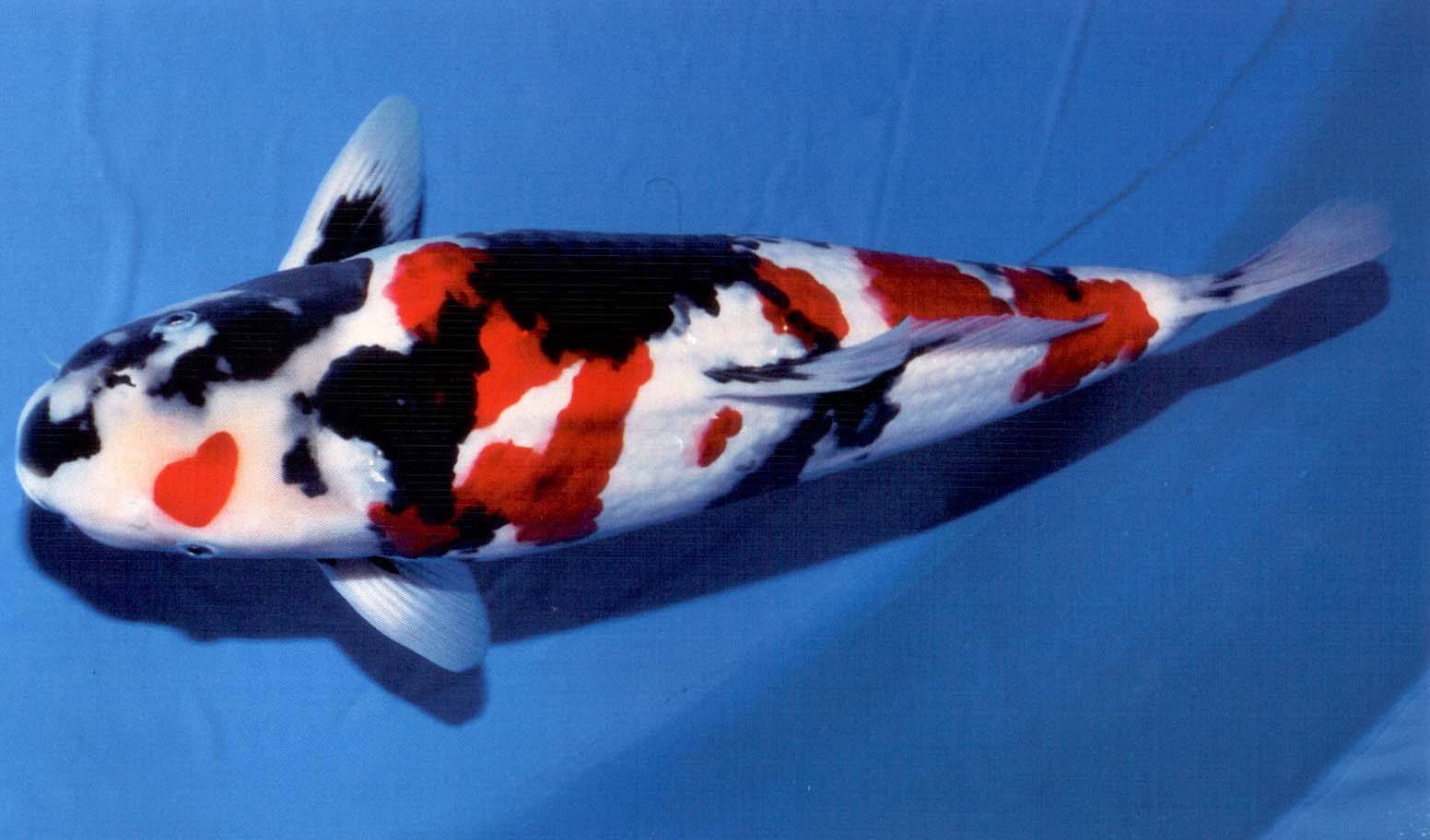 锦鲤烂鳍拒食,锦鲤鱼拒食