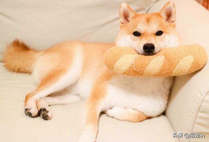 狗狗太活泼了咬人怎么办,狗狗太活泼兴奋