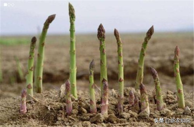 芦笋栽培技术图解,芦笋拱棚种植技术视频