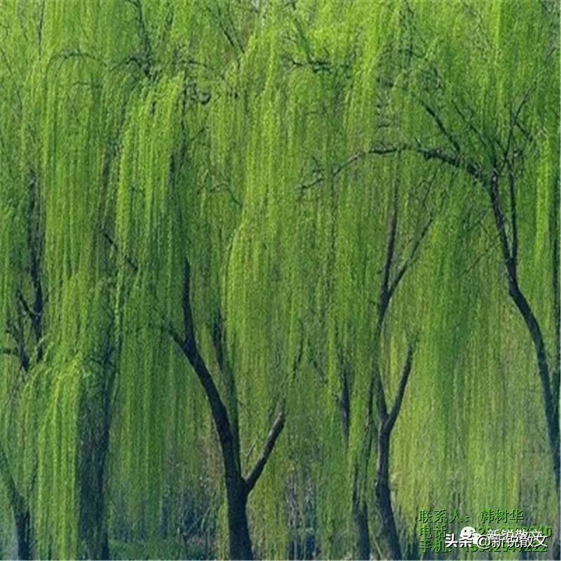 那个遥远的村庄,在那遥远的小山村