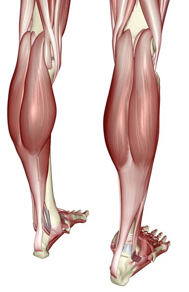 女生小腿有肌肉怎么办,经常拉伸小腿可以改善肌肉腿嘛